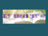 高一生物（人教版）必修一课件第5章第2节细胞的能量“货币”ATP