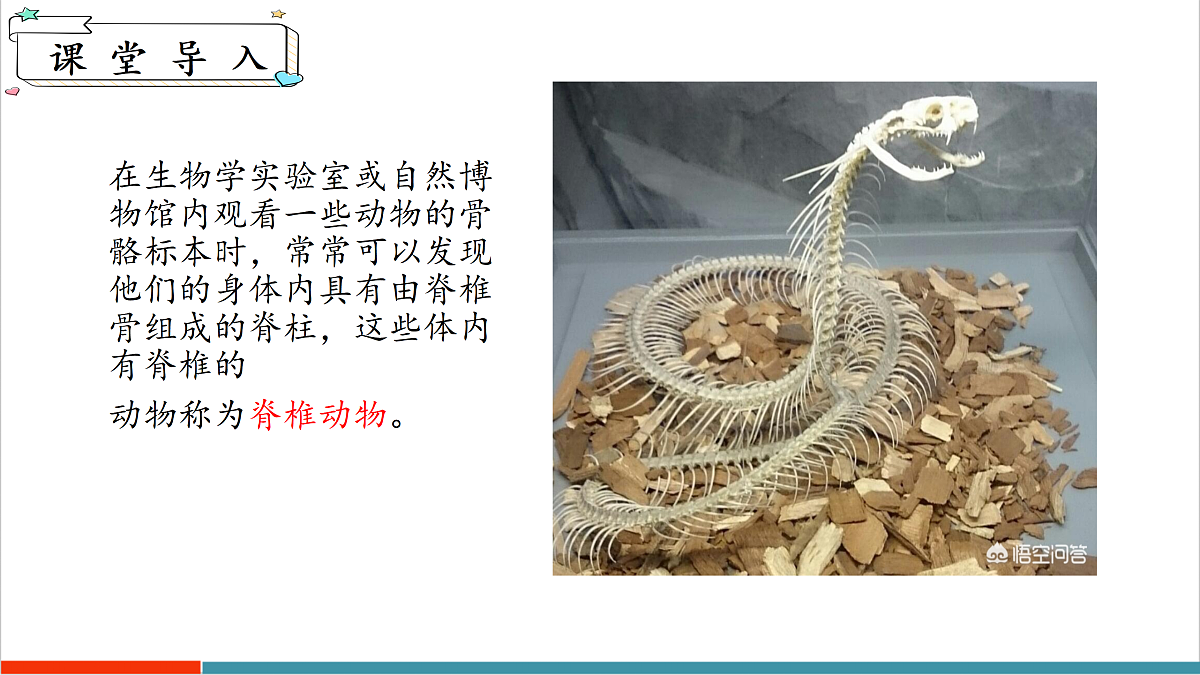 8.2 脊椎动物（第1课时）（课件）第4页