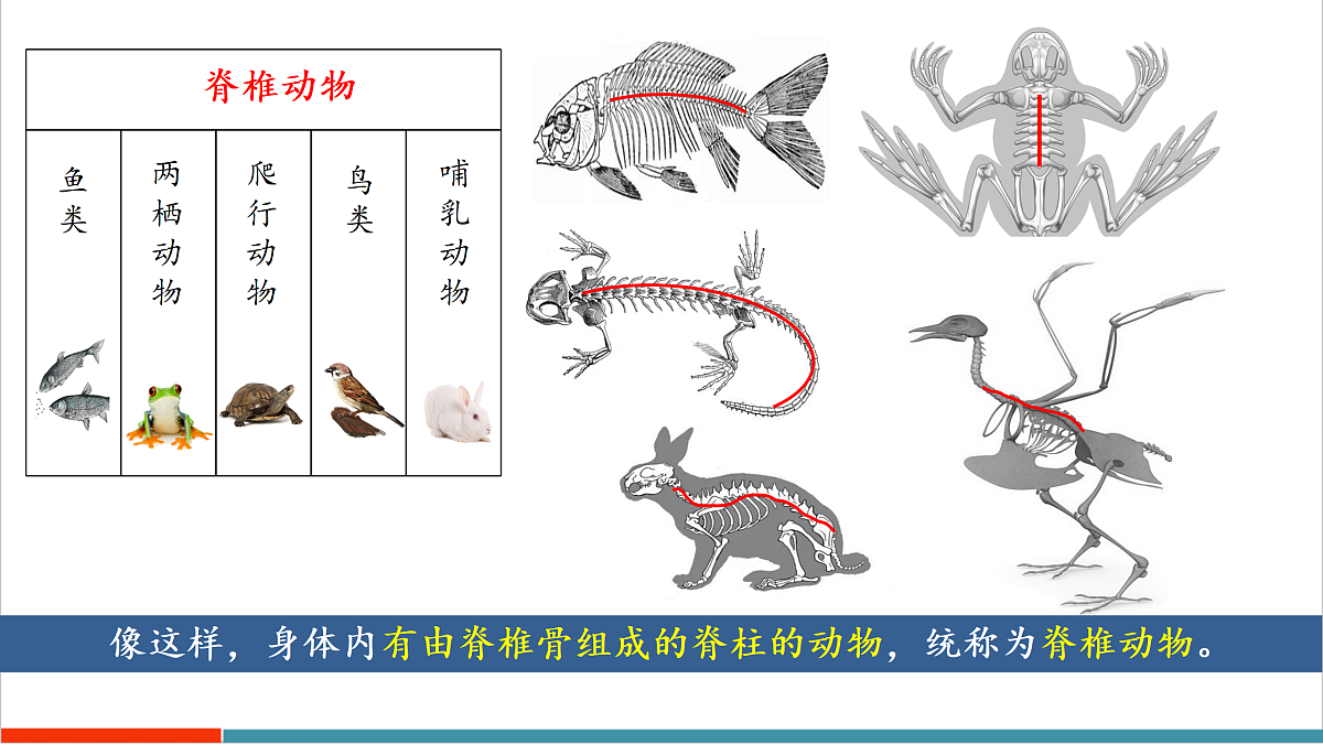 8.2 脊椎动物（第1课时）（课件）第5页