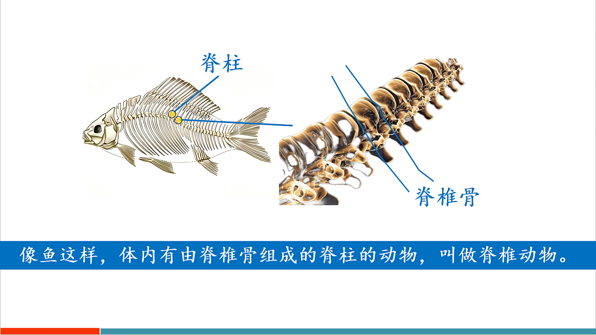 8.2 脊椎动物（第1课时）（课件）第6页