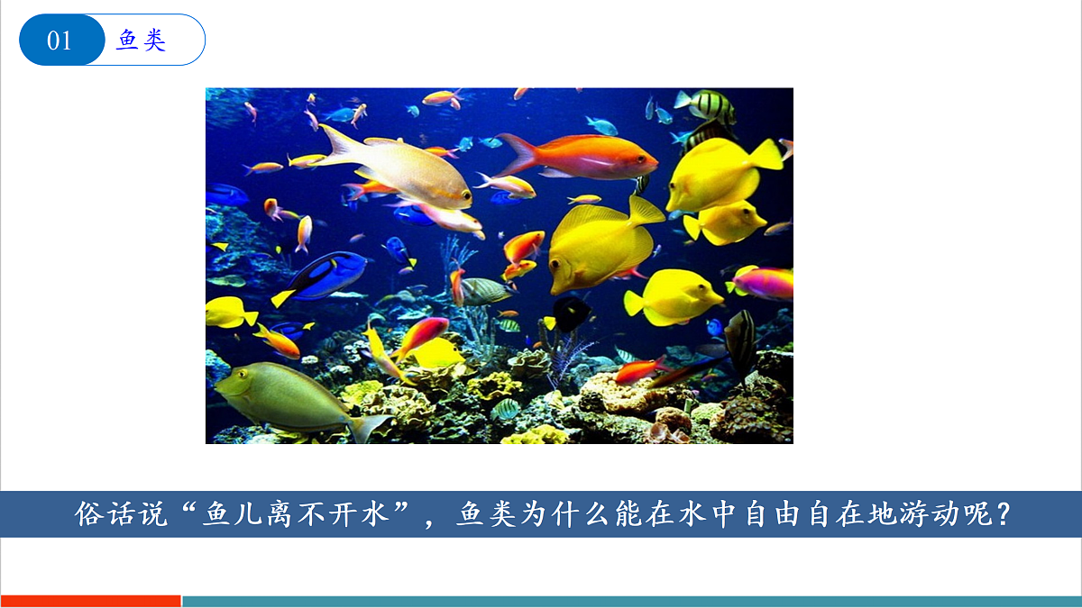 8.2 脊椎动物（第1课时）（课件）第7页