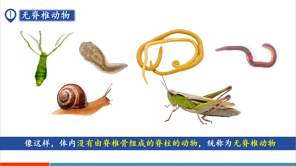 第8章 动物的主要类群（复习课件）第3页