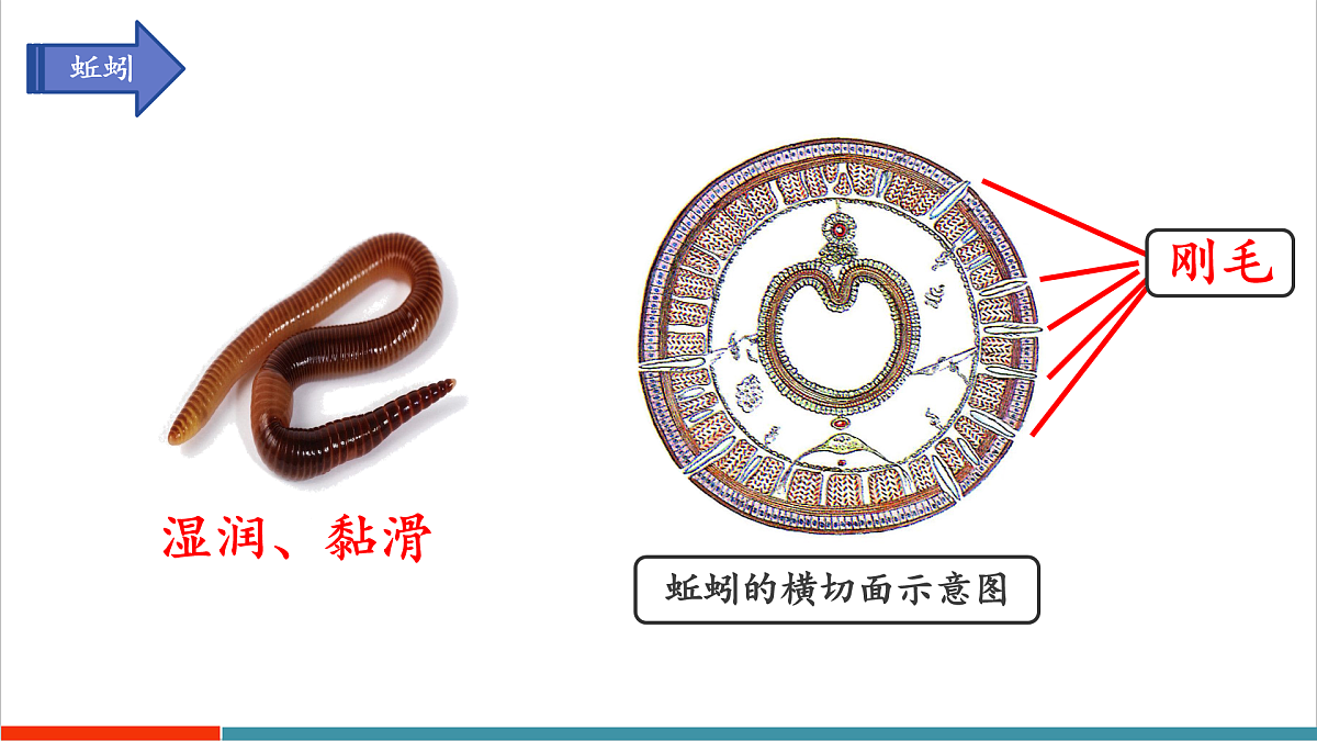 第8章 动物的主要类群（复习课件）第4页