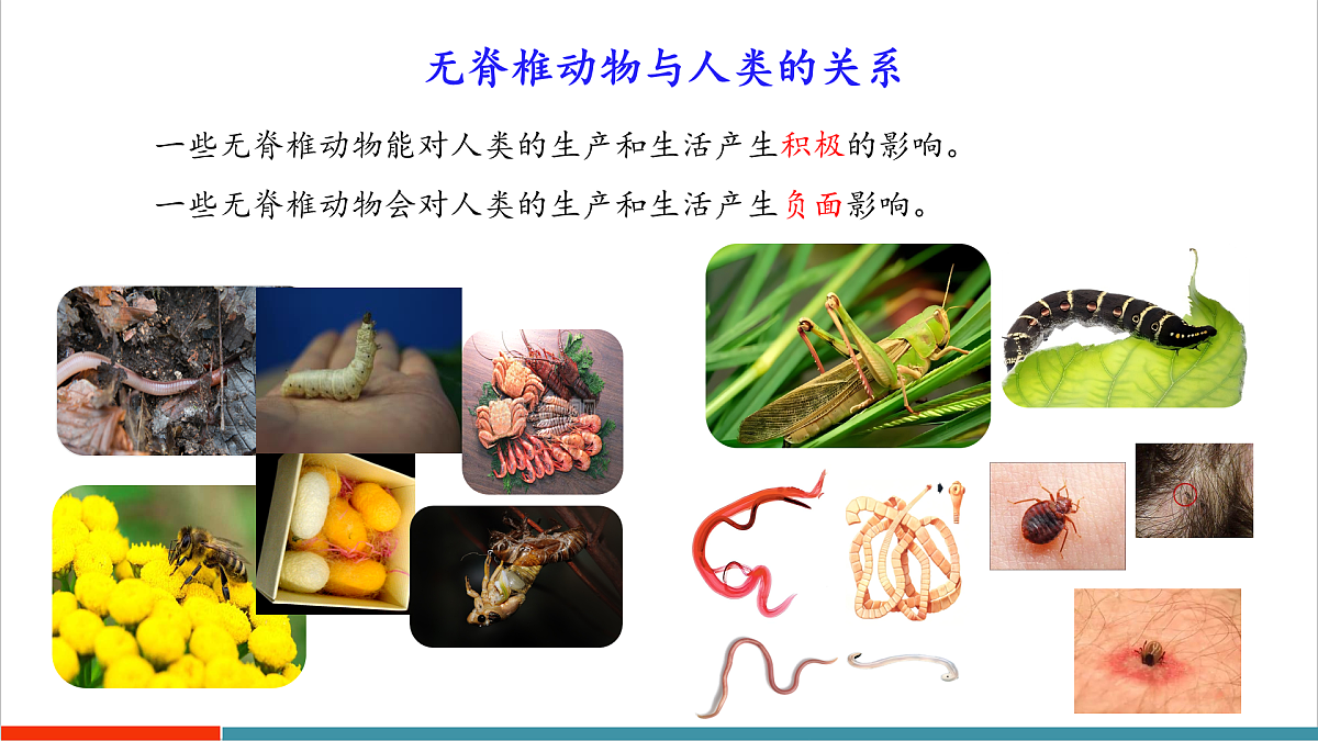 第8章 动物的主要类群（复习课件）第6页