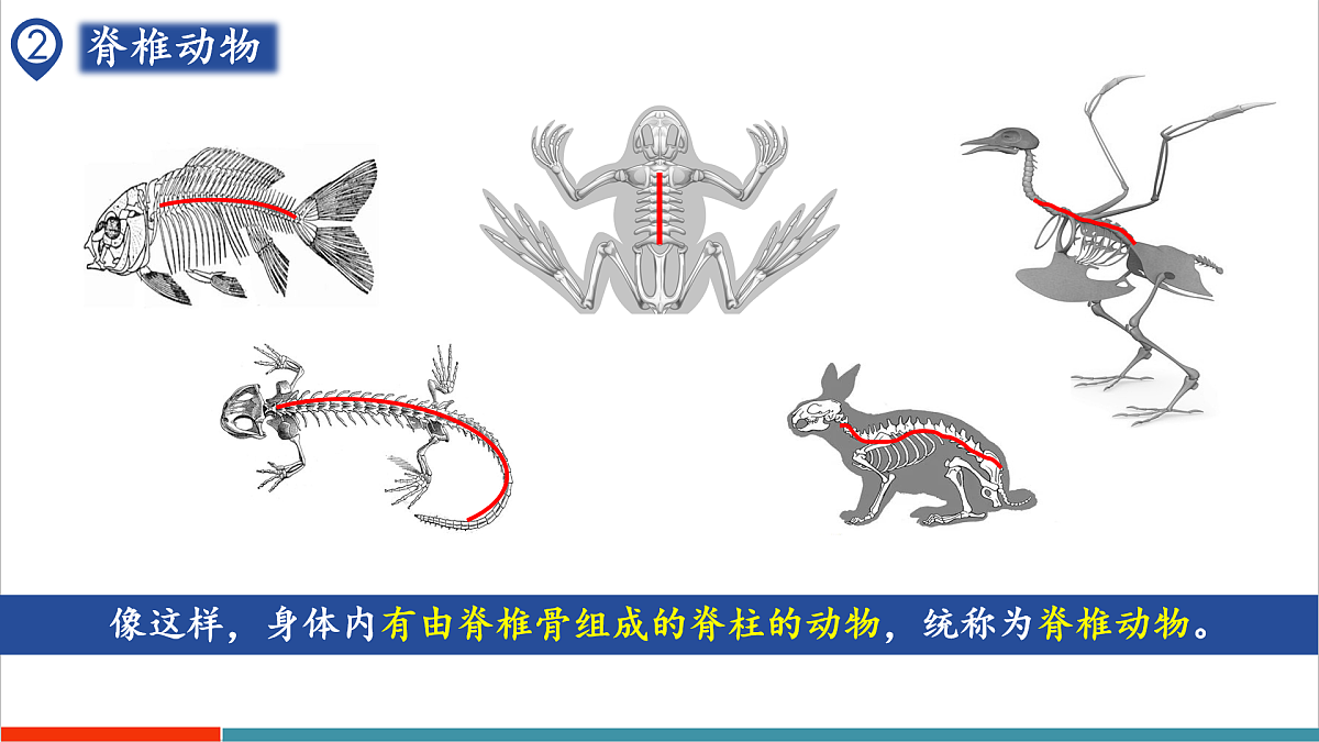 第8章 动物的主要类群（复习课件）第7页