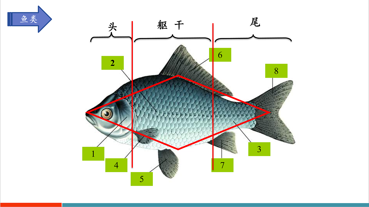 第8章 动物的主要类群（复习课件）第8页