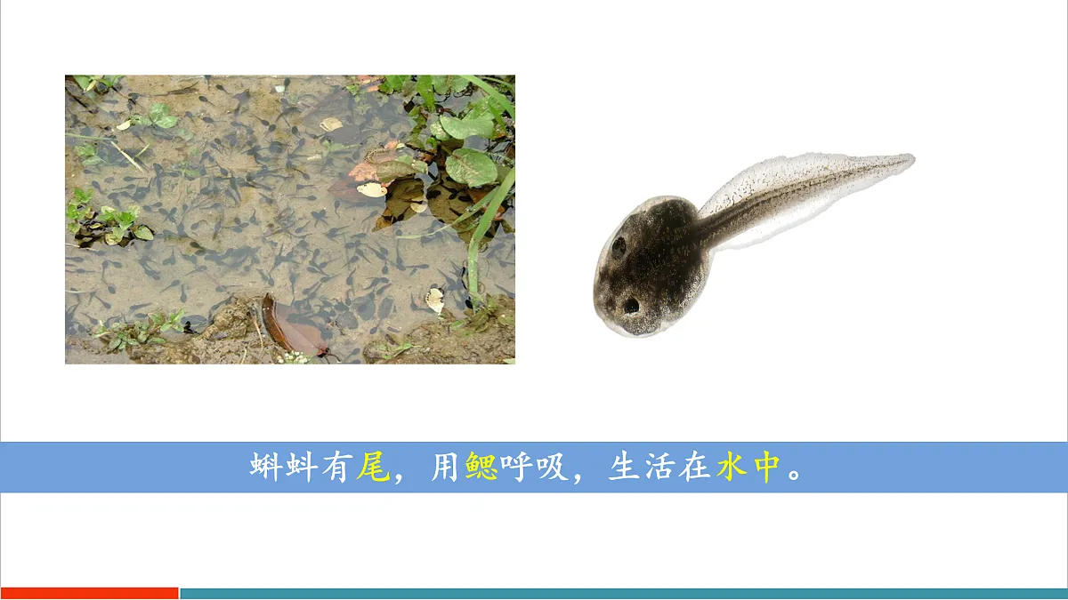 8.2 脊椎动物（第2课时）（课件）第6页