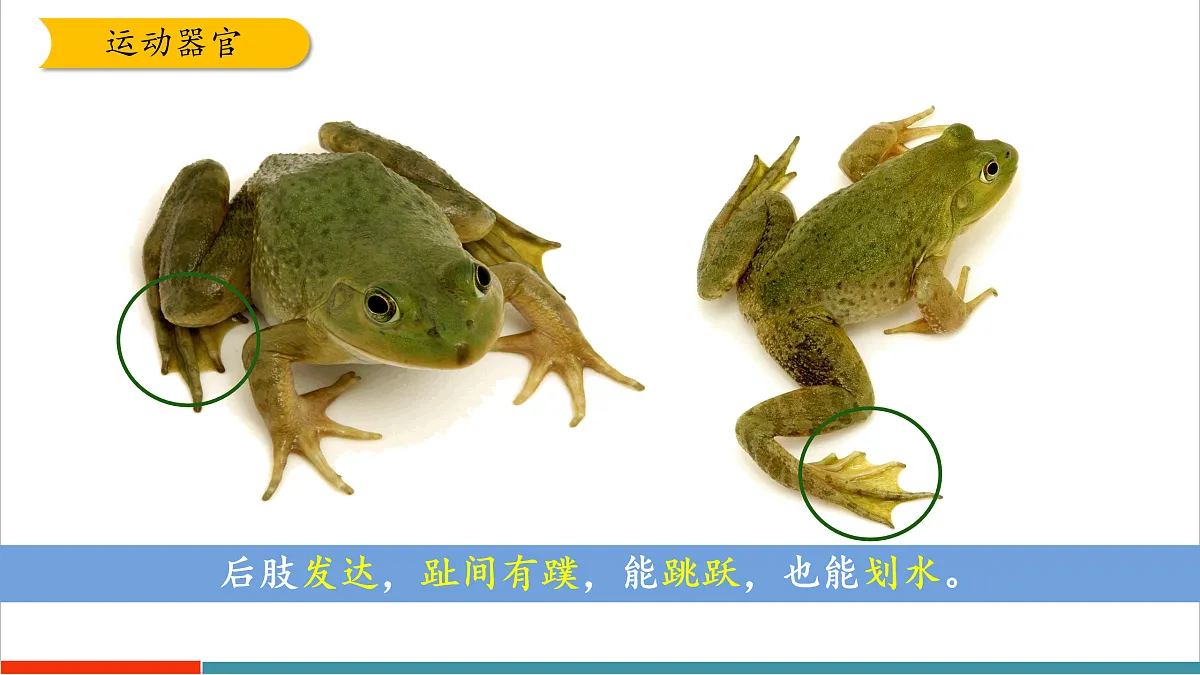 8.2 脊椎动物（第2课时）（课件）第7页