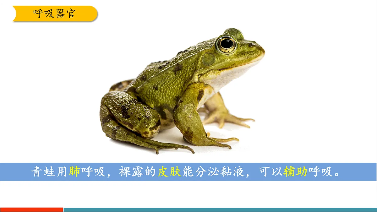 8.2 脊椎动物（第2课时）（课件）第8页