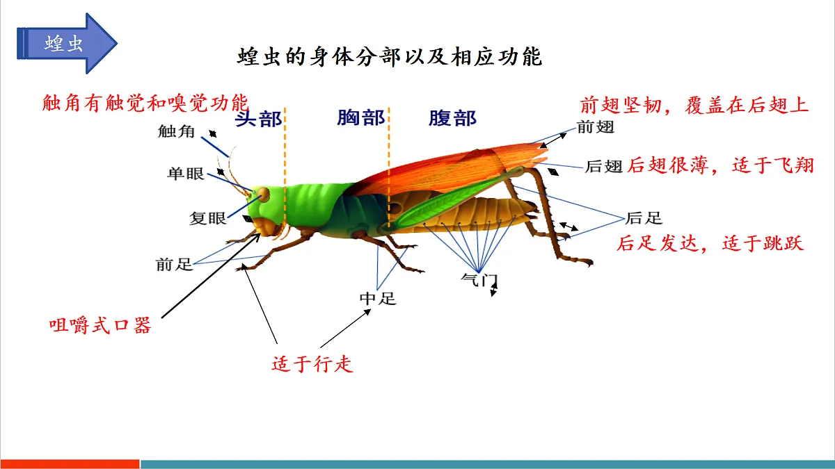 第8章 动物的主要类群（复习课件）第5页