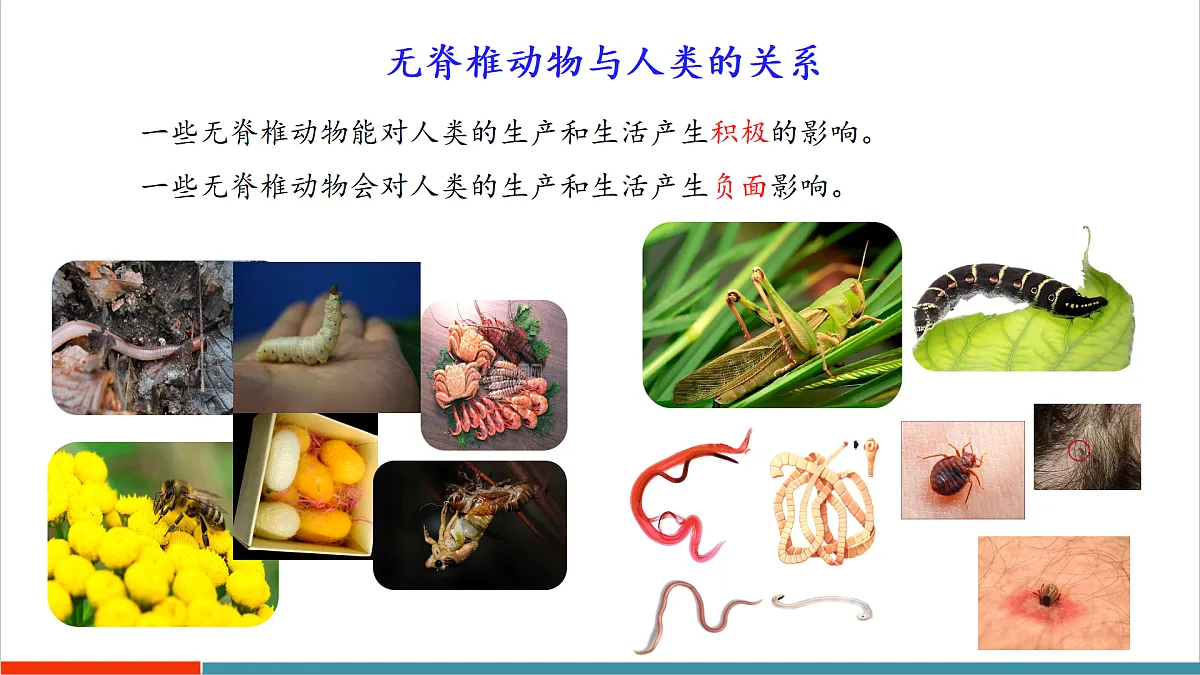 第8章 动物的主要类群（复习课件）第6页