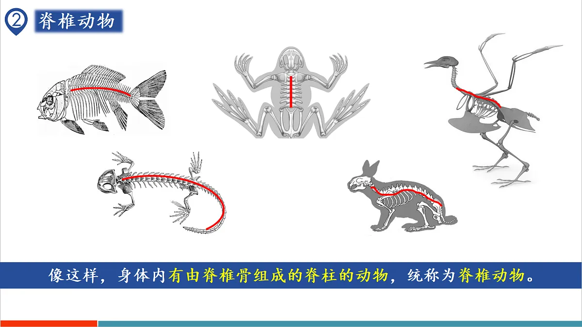 第8章 动物的主要类群（复习课件）第7页