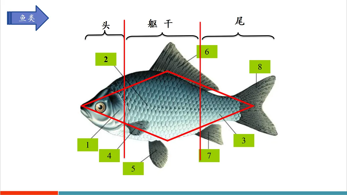 第8章 动物的主要类群（复习课件）第8页