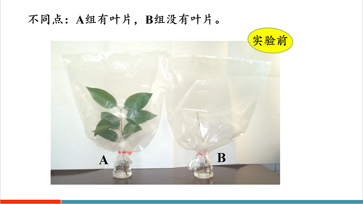 12.3 植物参与生物圈中的水循环第8页