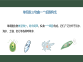 1.2.2++单细胞生物++课件-2025-2026学年苏教版生物七年级上册