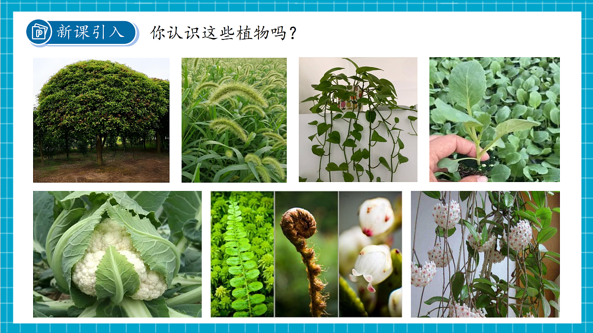 2.2  形形色色的植物 第1课时 课件第3页