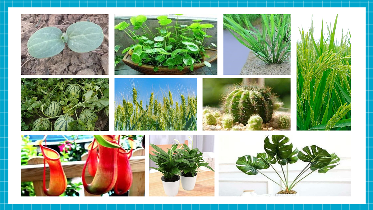2.2  形形色色的植物 第1课时 课件第4页