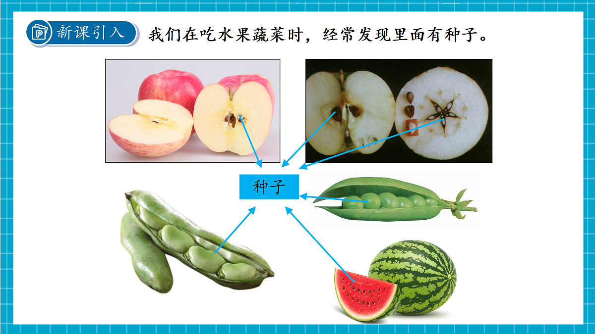 2.2 形形色色的植物 第2课时 课件第4页