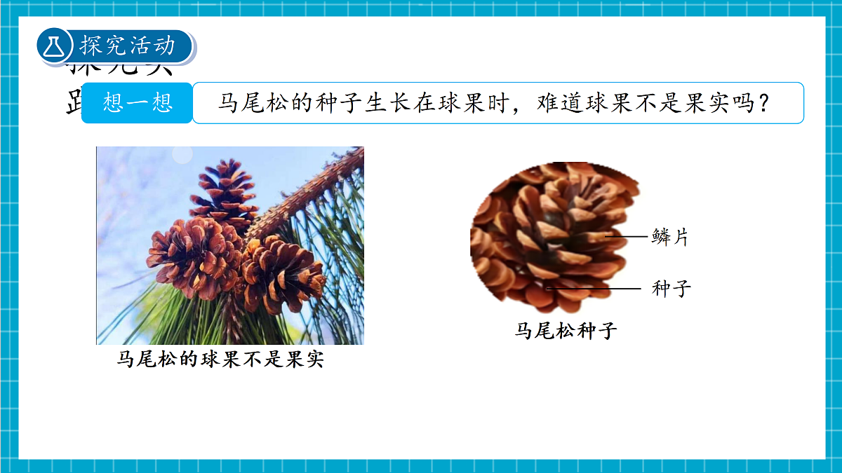 2.2 形形色色的植物 第2课时 课件第7页