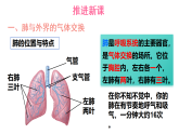 2026年春人教版七年级生物下册 第二节 发生在肺内的气体交换（课件）