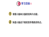 2026年春人教版七年级生物下册 4.2.2.2 营养物质的吸收（课件含音视频）