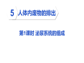 2026年春人教版七年级生物下册 5.1 泌尿系统的组成（课件）