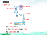 北师大版八年级生物上册第6单元生命的延续第16章生物的遗传和变异第2节性状遗传的物质基础课件