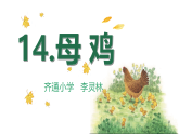 部编版四年级下册语文14《母鸡》课件