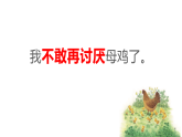 部编版四年级下册语文14《母鸡》课件
