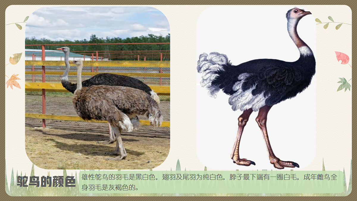 17443308第8页