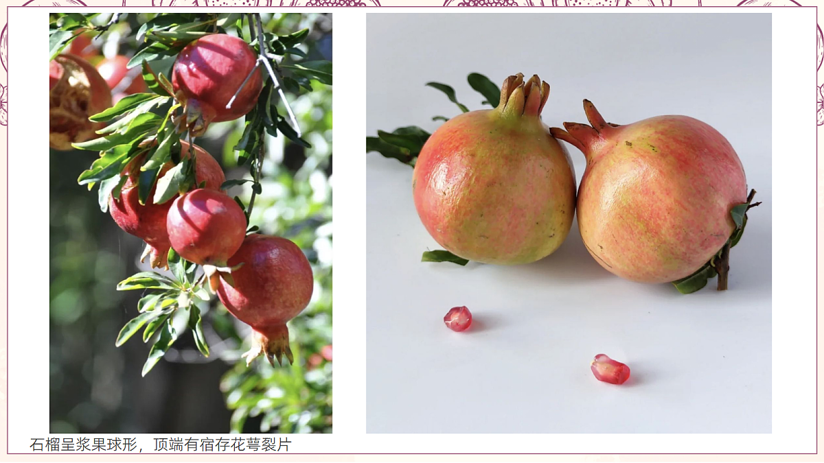 17443321第7页