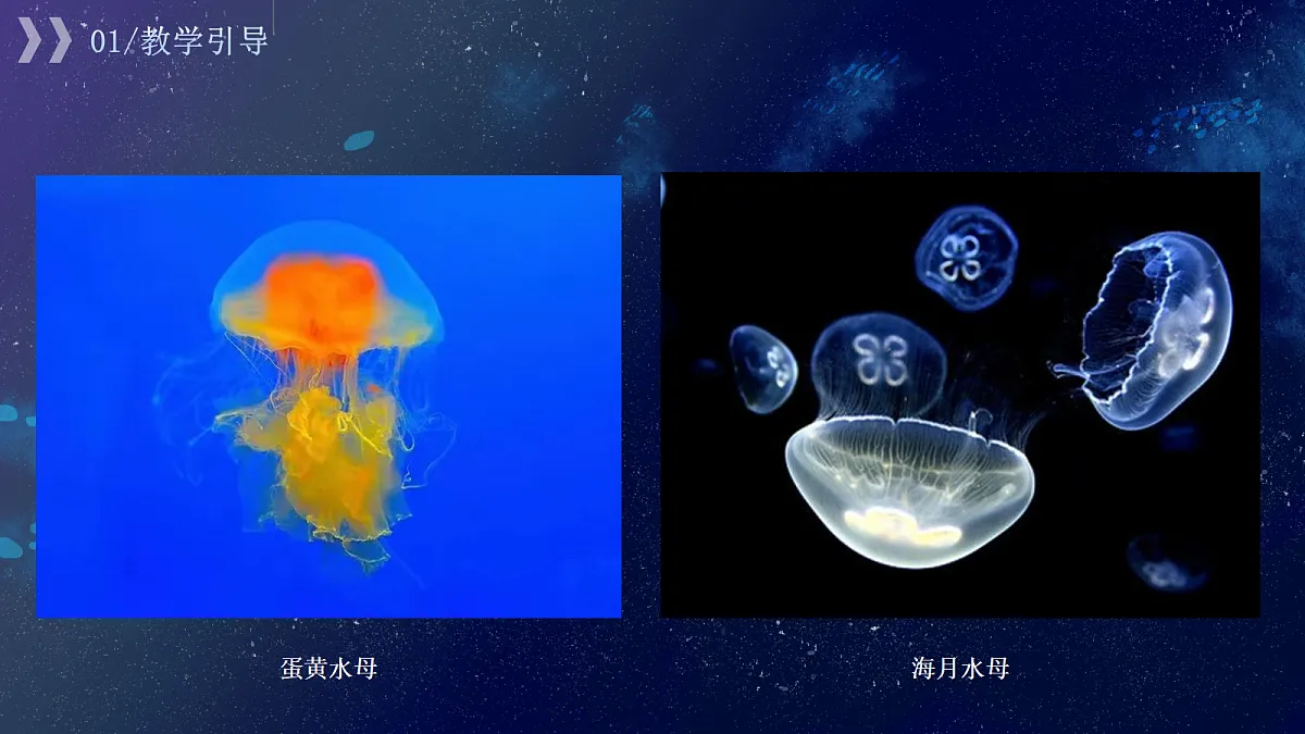 17443357第5页