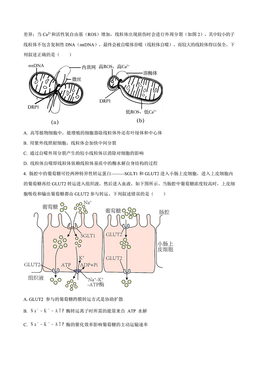 重庆市育才中学等三校2025-2026学年高三上学期10月诊断性考试生物试题  Word版无答案第3页
