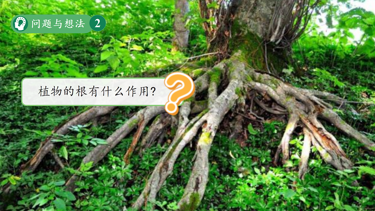 【新教材新课标】粤教粤科版科学三年级上册第3课《植物的根》教学课件+素材第8页
