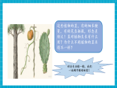 【新教材核心素养】粤教粤科版科学三年级上册1.4《植物的茎》教学课件+教学设计+分层作业