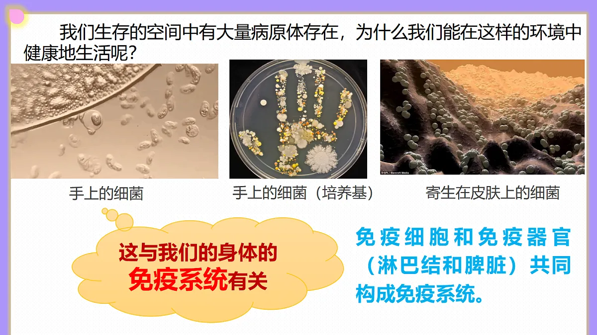 八年级上册生物（人教版） 4.7.2免疫与免疫规划 课件第4页