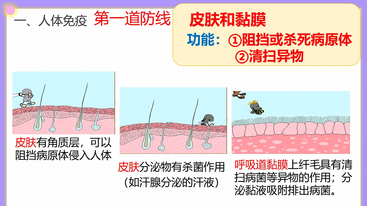 八年级上册生物（人教版） 4.7.2免疫与免疫规划 课件第8页