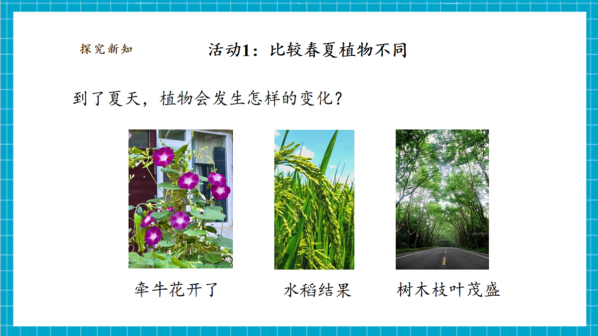 3.9《四季变化对植物的影响》课时课件（25张PPT）第8页