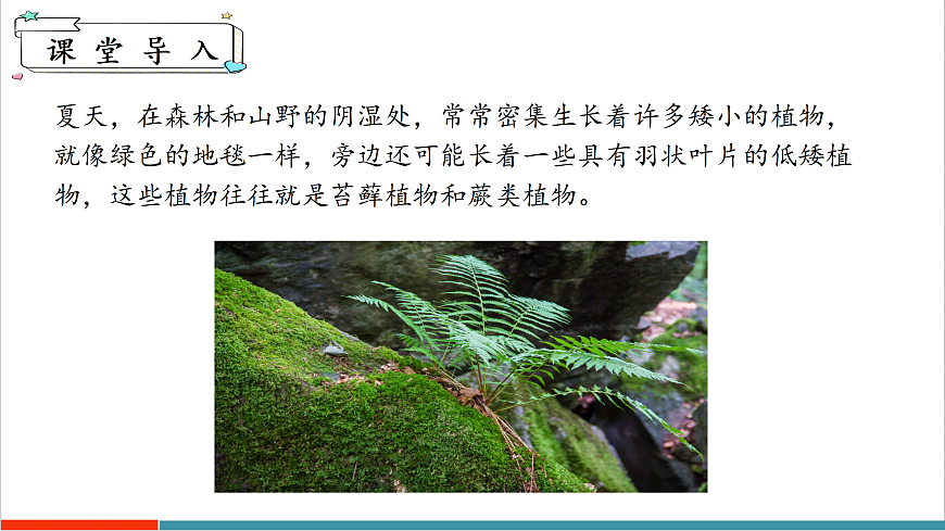 7.2 苔藓植物和蕨类植物（课件）第4页