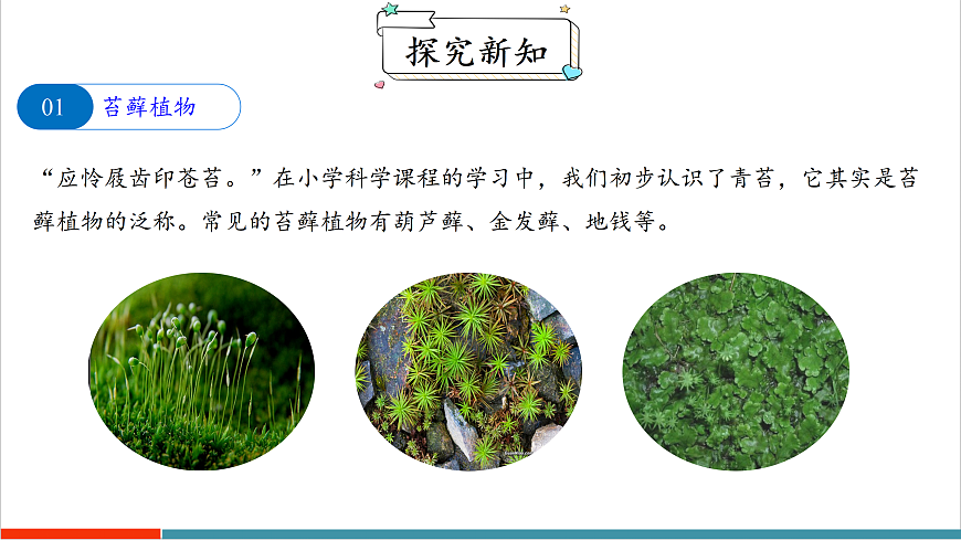 7.2 苔藓植物和蕨类植物（课件）第5页