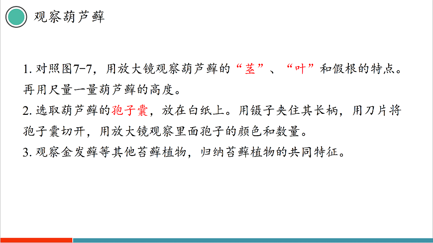 7.2 苔藓植物和蕨类植物（课件）第7页