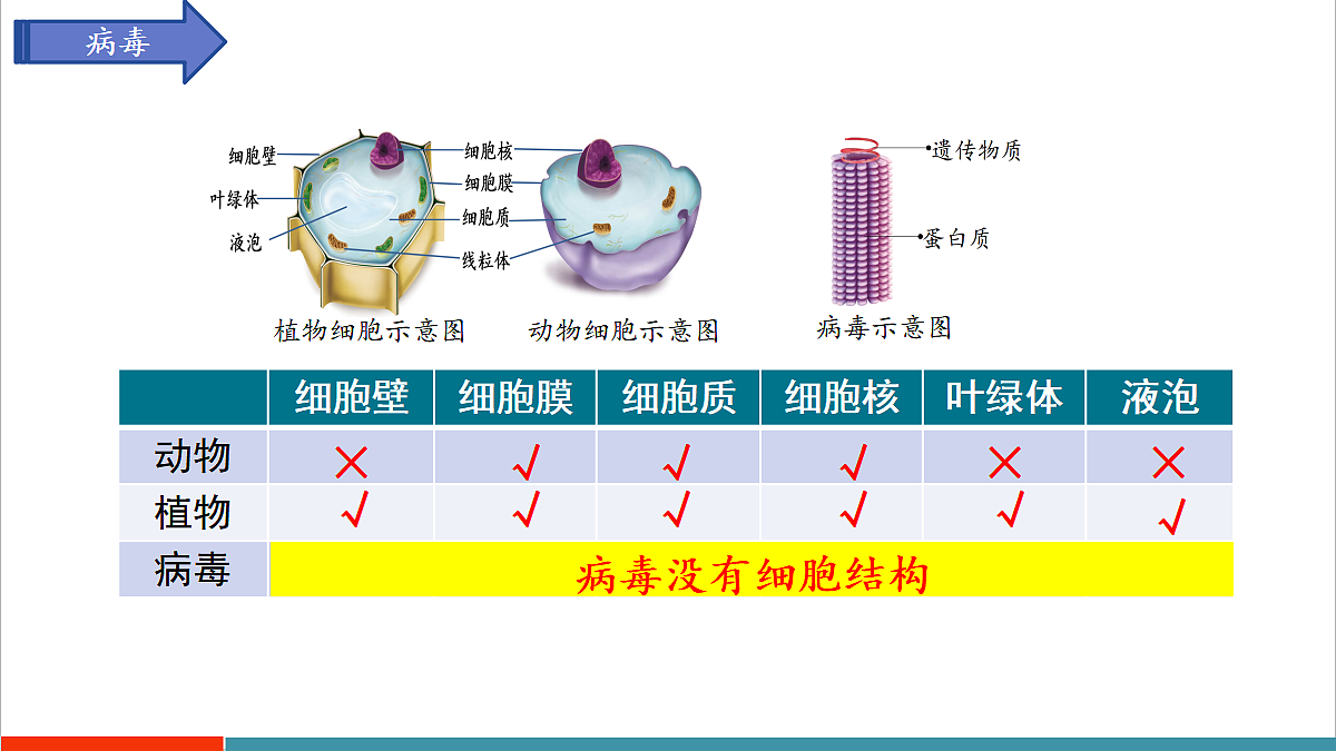 第9章 微生物（复习课件）第4页