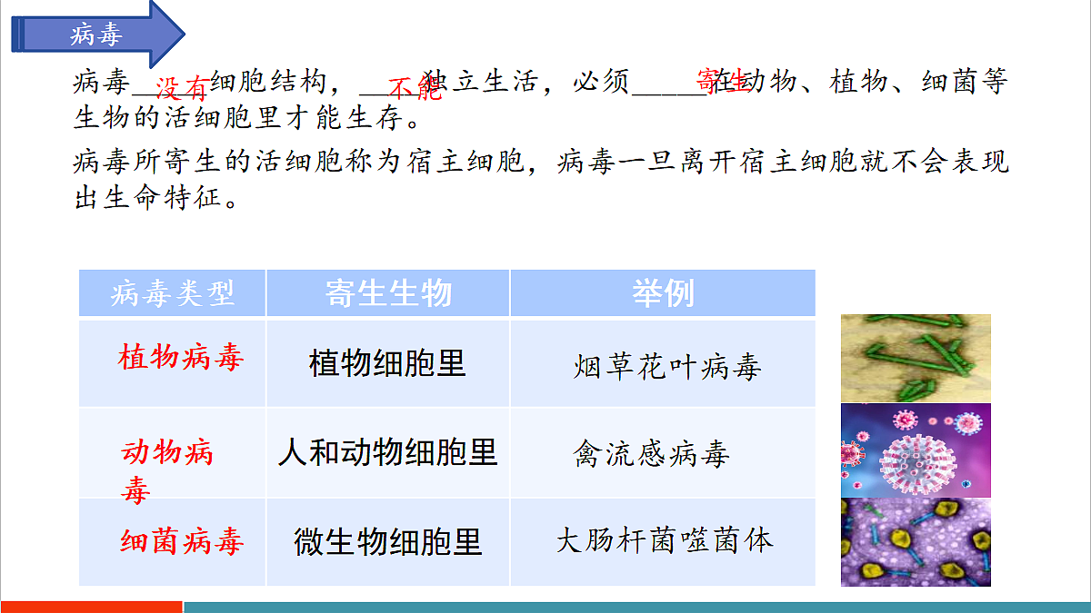 第9章 微生物（复习课件）第5页