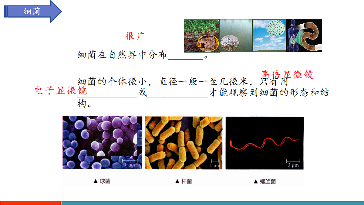 第9章 微生物（复习课件）第6页