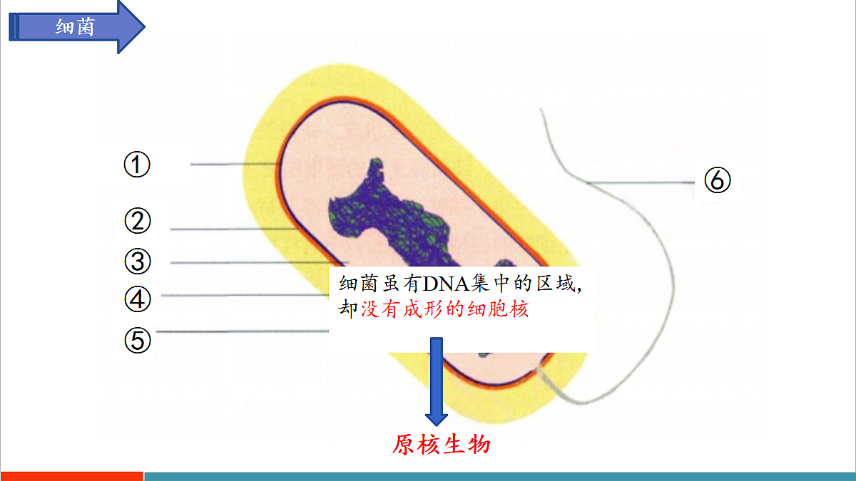 第9章 微生物（复习课件）第7页
