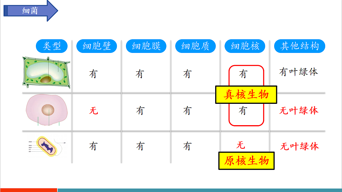 第9章 微生物（复习课件）第8页