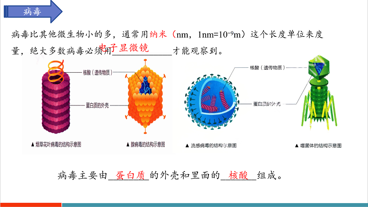 第9章 微生物（复习课件）第3页