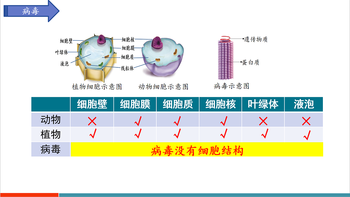第9章 微生物（复习课件）第4页