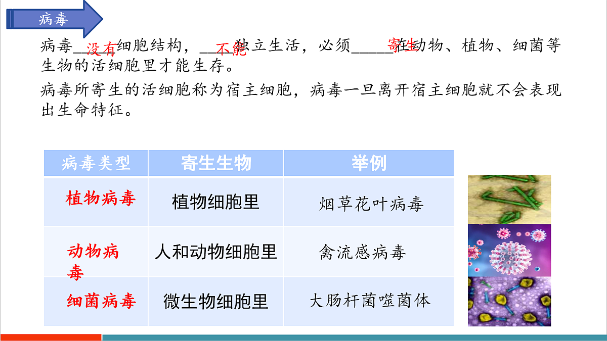 第9章 微生物（复习课件）第5页