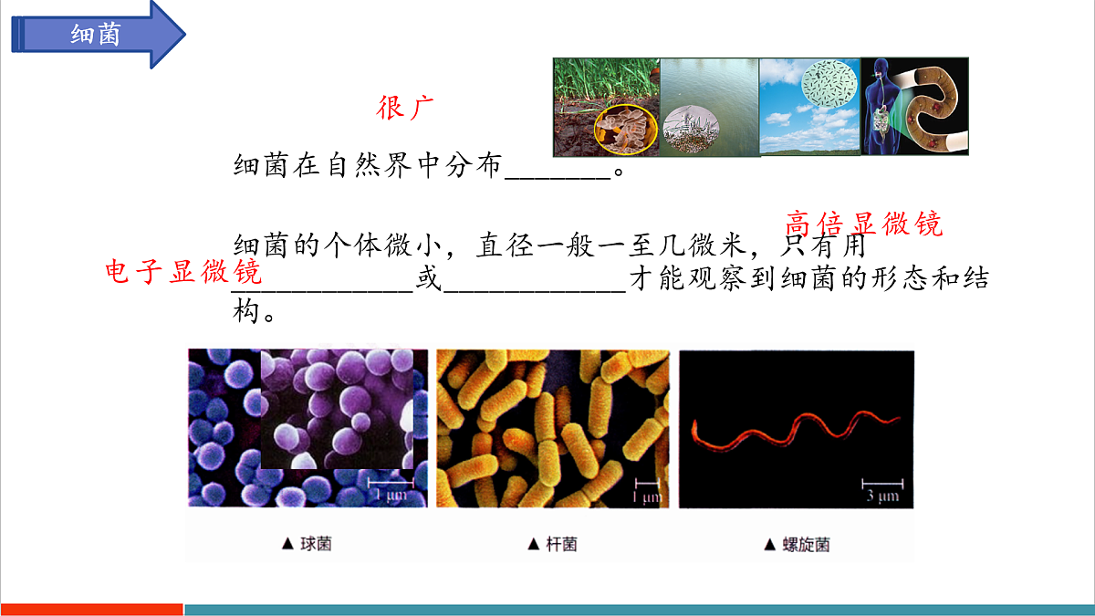 第9章 微生物（复习课件）第6页
